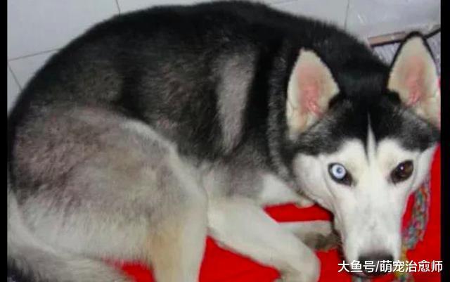 網友家的哈士奇懷孕了朋友都想預定，結果等生下來后大家都猶豫了