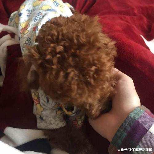 泰迪犬總是在你面前露肚皮，別再說因為愛你，還有這5個原因！