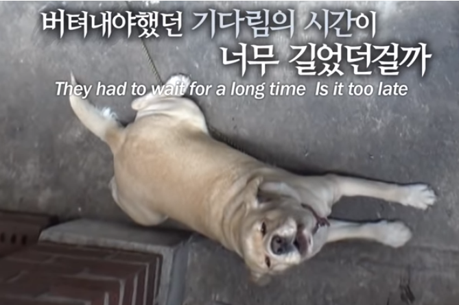 爷爷身患重症无法自理，担心狗狗去处住院期间为狗狗找寻新主人