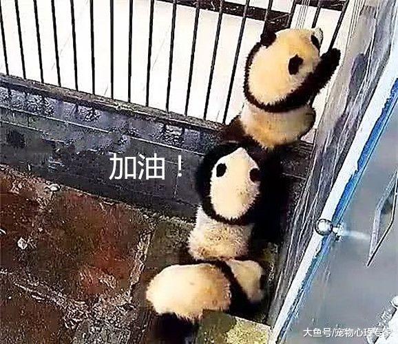 园内熊猫集体越狱，众人一脸茫然：包吃包住还不满意？