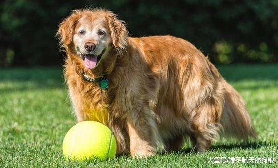 狗狗有4个时间段“钙”一定要足，但不能盲目补钙