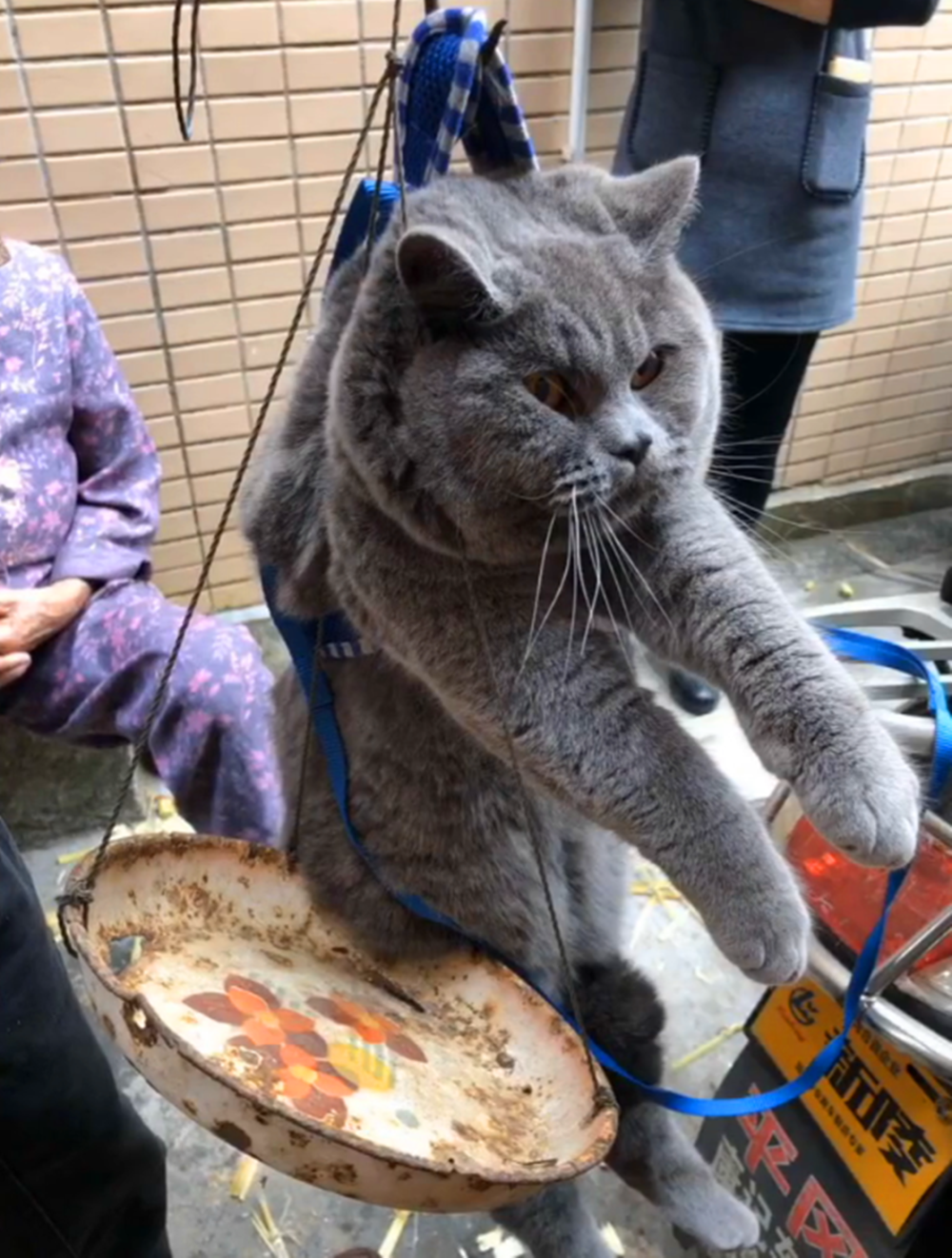 肥貓和主人回家過年，貓被勾在桿秤上稱重，貓：我不胖……