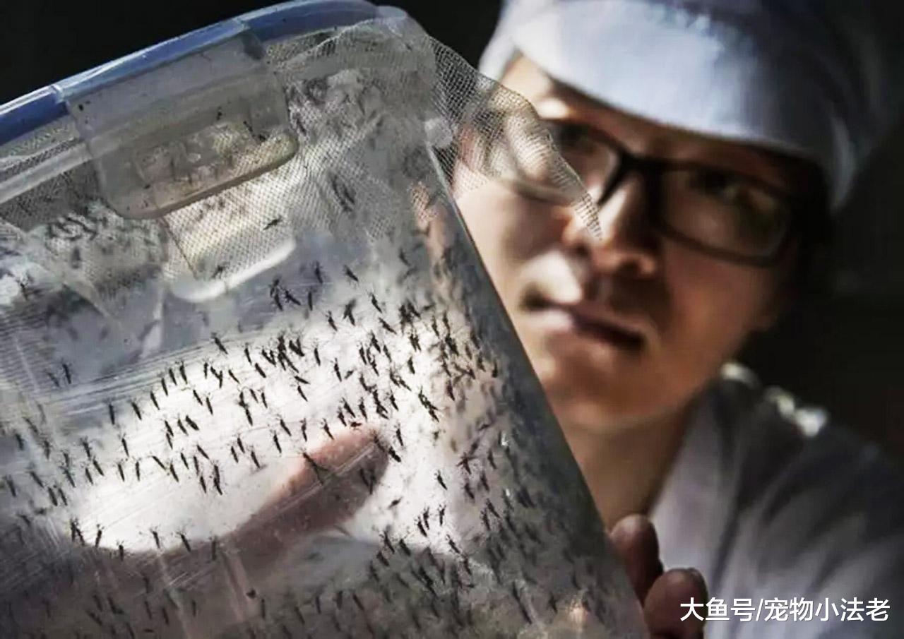一群人建造蚊子繁殖工厂，每天繁殖300万蚊子，真相让人出乎意料