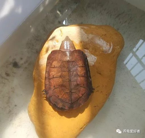 乌龟突然的暴毙，都是有原因导致的！