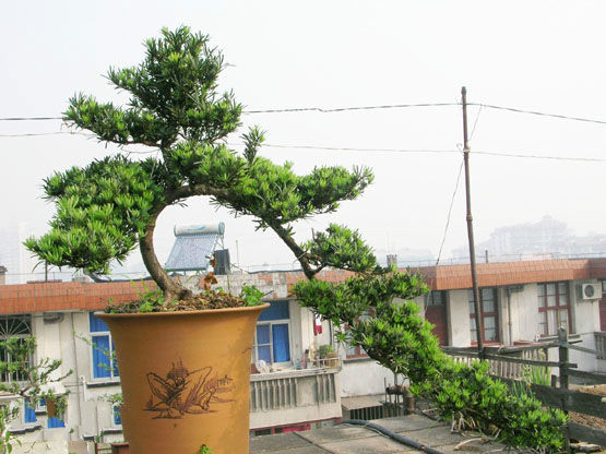 怎样才能让罗汉松长势茂盛，新叶不断冒，枝繁叶茂呢？