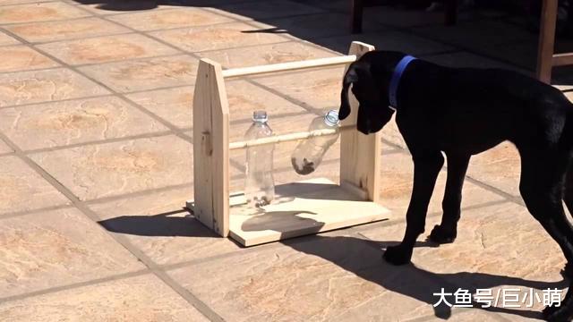 狗狗除了普通玩具，还有哪些可以边玩边锻炼智商的玩具？