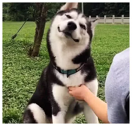 男子正在给二哈顺毛，本想挠它痒痒，抬头一看，赶紧拍照发朋友圈