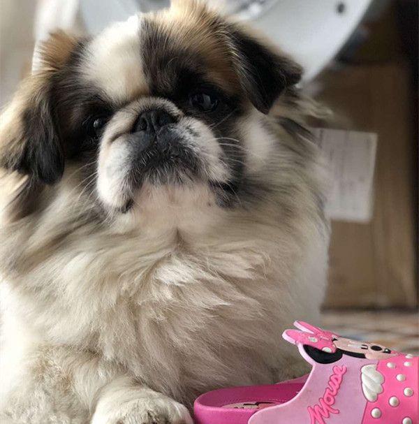 幸亏我当初做了这个决定，如今你是我最亲密的伙伴