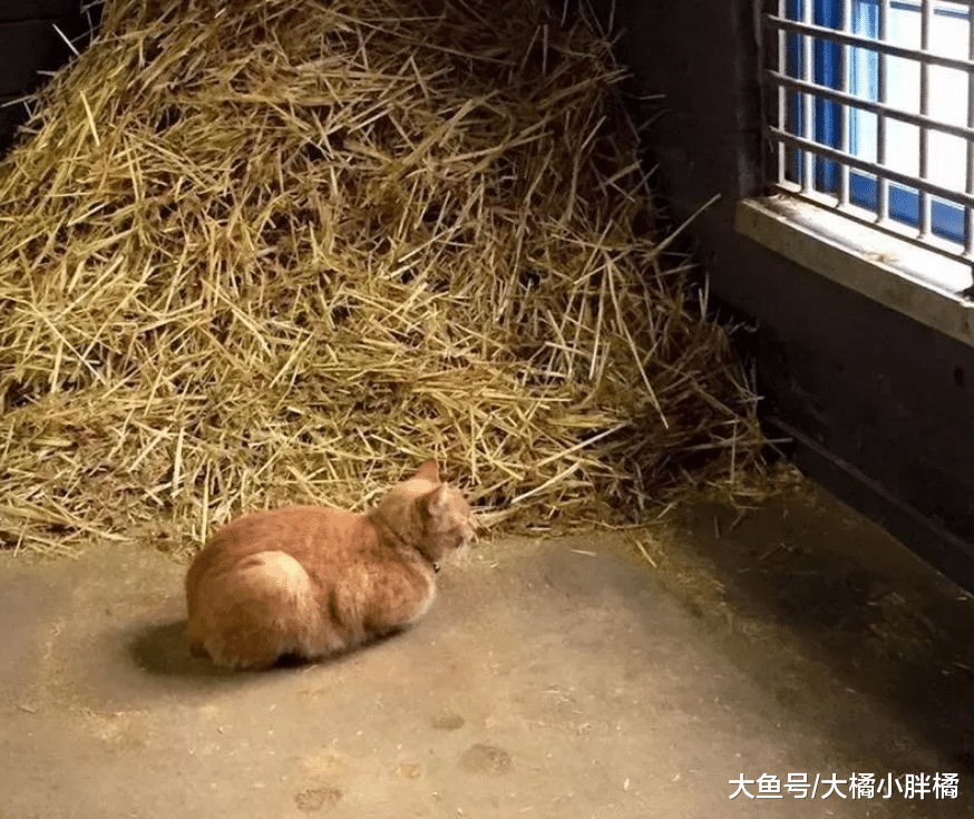 橘猫成为警队御用“弼马温”，负责清剿马棚老鼠，每天随时上下班