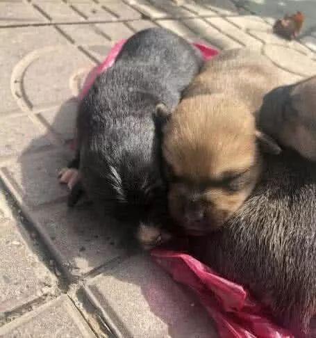 朋友去公园散步, 偶遇几只被人抛弃刚出生不久的田园犬, 好可怜