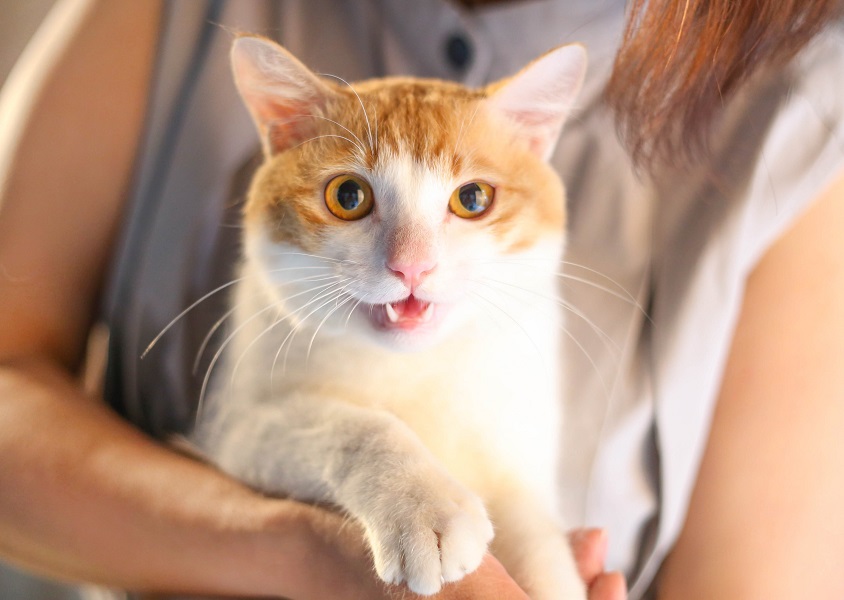 带猫咪出门的四点注意事项，遛猫不是说走就走，铲屎官学习一下！