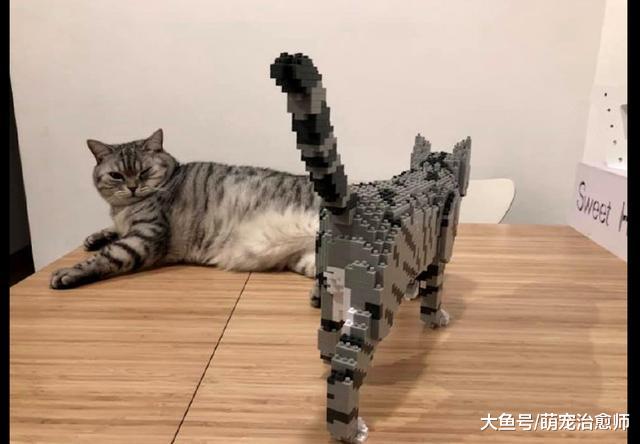 网友用积木拼了和家猫一样的模型，它一脸不敢相信：这是什么鬼？