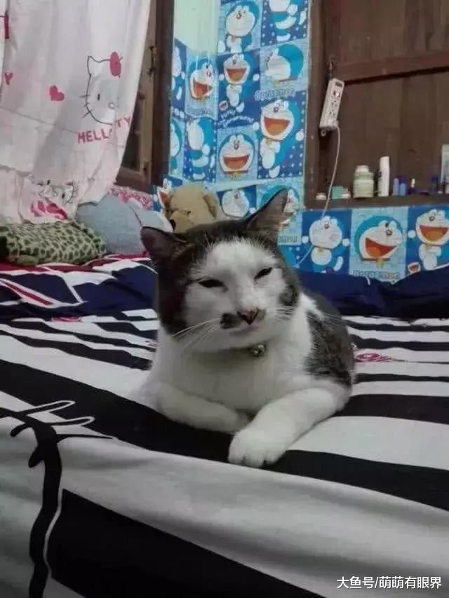 朋友说养了只长相别致的猫咪，本来不信，直到猫转过头……