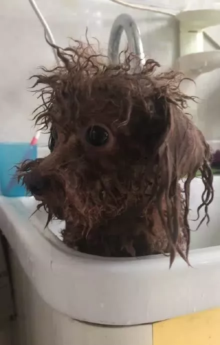 网上举办了一届“最丑狗狗大赛”，千万别看，看就是辣眼睛！