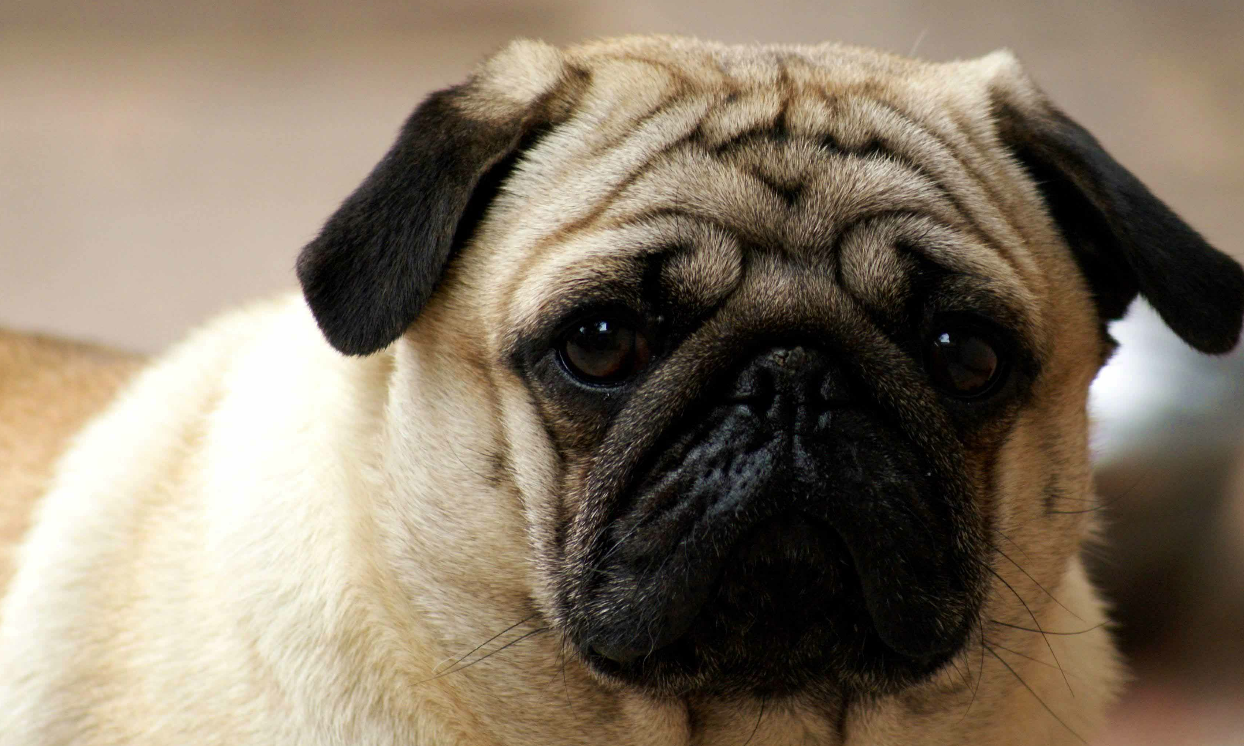 成为狗所有者的好处