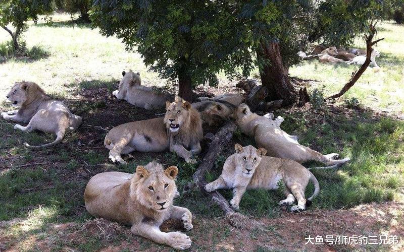雄獅被迫離開獅群是動物智慧的結晶？因為它不走，后代會變傻