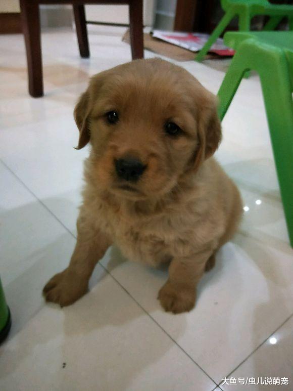 金毛喜欢吃干的，稀的喝两口就跑，这么小就开始挑食