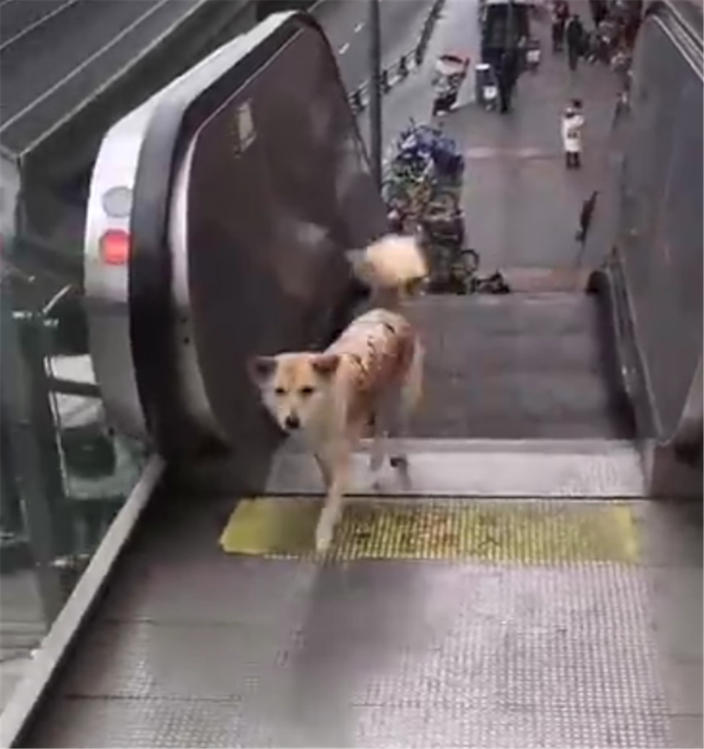 柴犬愛玩電梯，上下往返不停折騰，狗：我能玩一天……