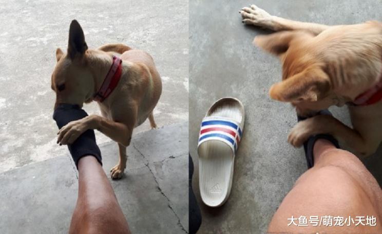 米克斯吃饲料醉倒在空碗旁, 爸爸笑翻: 吃个东西有这么懒?