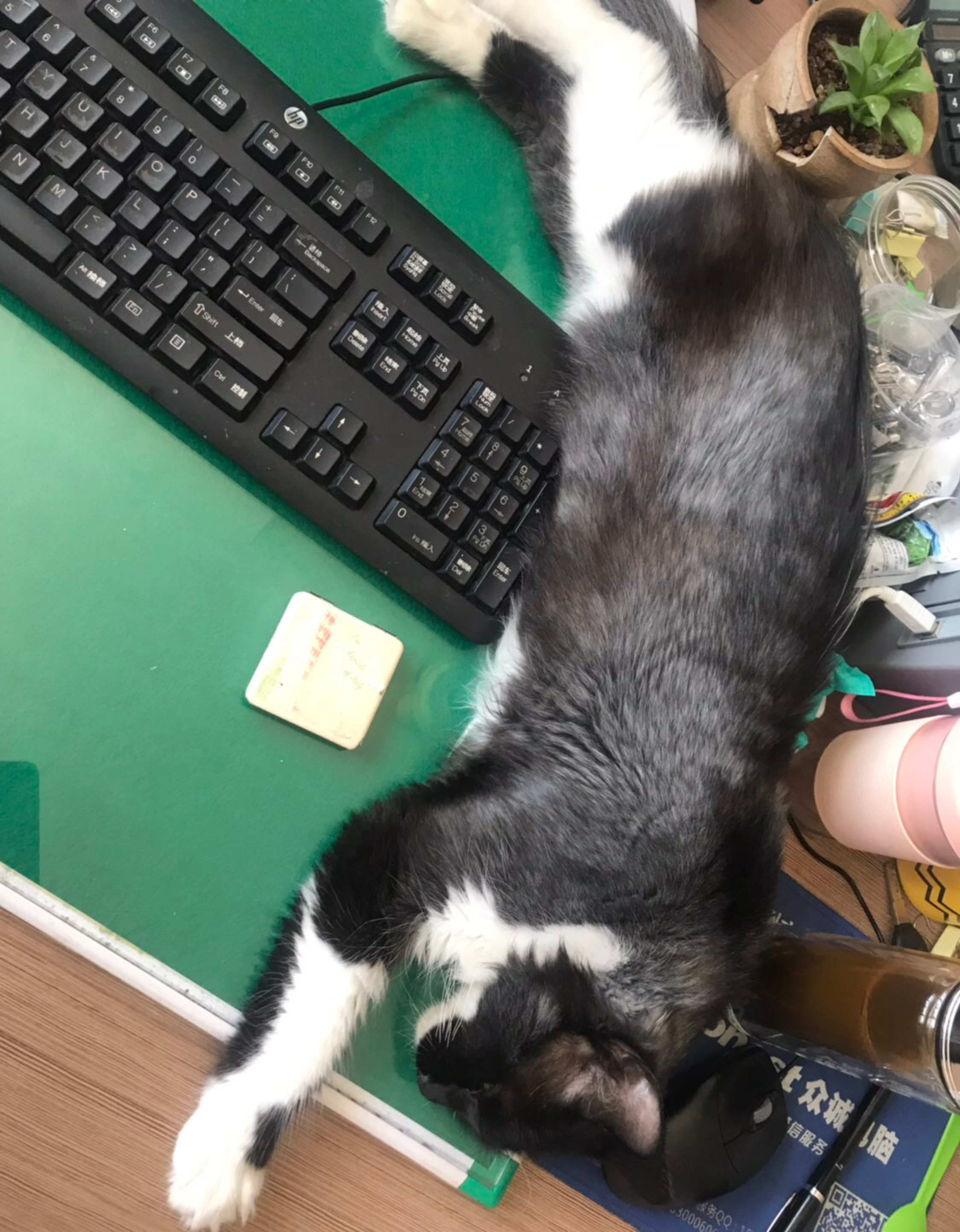 黑猫警长每天都要这样监督铲屎官工作！实在太虐了，感受下…