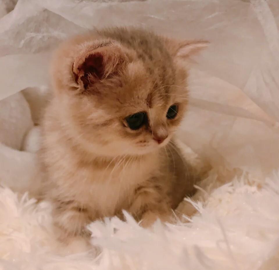 奶猫偷吃小鱼干，铲屎官心疼不阻止，小鱼干卡的猫咪翻白眼