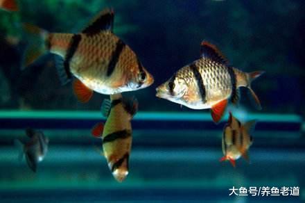 虎皮鱼的饲养难度和迷你鹦鹉差不多，为什么有的鱼友总养不好？