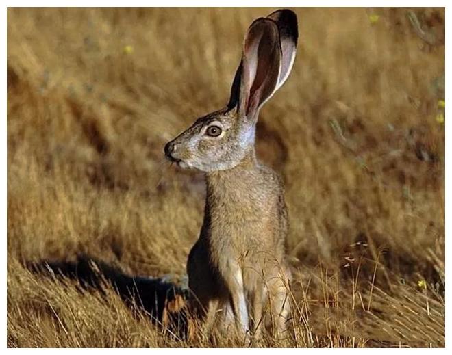 地球生命力最頑強的兔子，多虧10多厘米的耳朵，信號接收一級棒