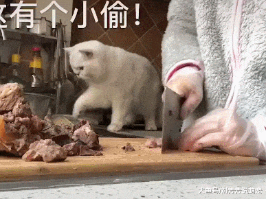 铲屎官一边切肉，猫咪一边偷吃，猫：愚蠢的人类做的东西还挺好吃