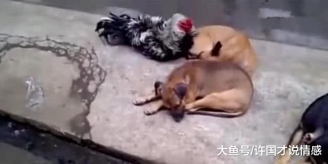 一群狗正在熟睡时，公鸡突然犯职业病，无法无天的狗子居然怂了