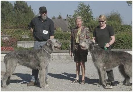 世界上最高的狗，爱尔兰猎狼犬身高接近一米，能狩捕野狼