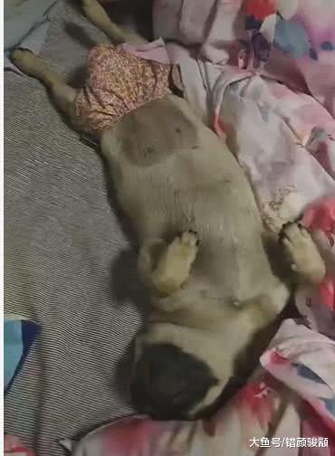 狗狗生理期还要跟主人一起睡，回头一看，网友：这条裤子辣眼睛