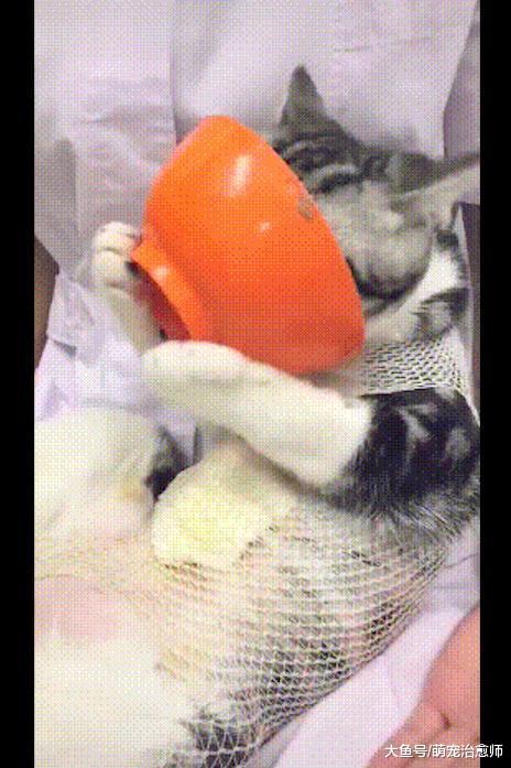 主人以为猫咪手术后很虚弱，没想到它抱起碗就吃，吃相也太猛了！