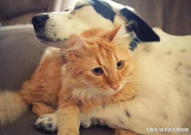 狗狗肠胃很差，有什么办法可以改善？做好这5点就行