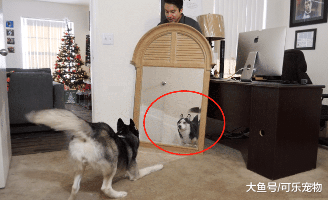 主人给哈士奇照镜子，结果二哈懵圈了：这里面是谁？快出来单挑！