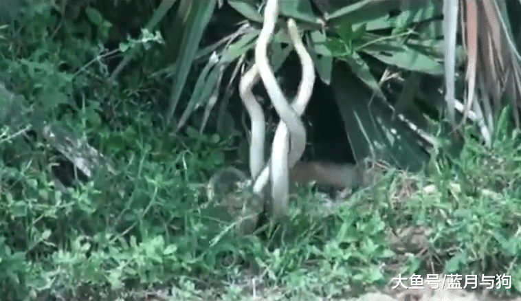 三条蛇相互缠绕，路人以为它们在疯狂打架，不料男子说出正确原因