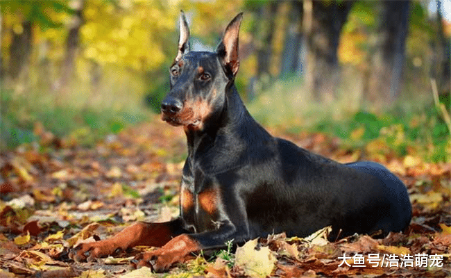 看家护院的5种好狗，第四种战力比藏獒高，第五种会“察言观色”