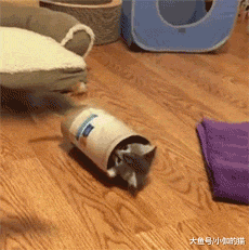 猫很容易爱上玩纸，铲屎官得小心猫患病，纠正猫咪恶习只需学2招
