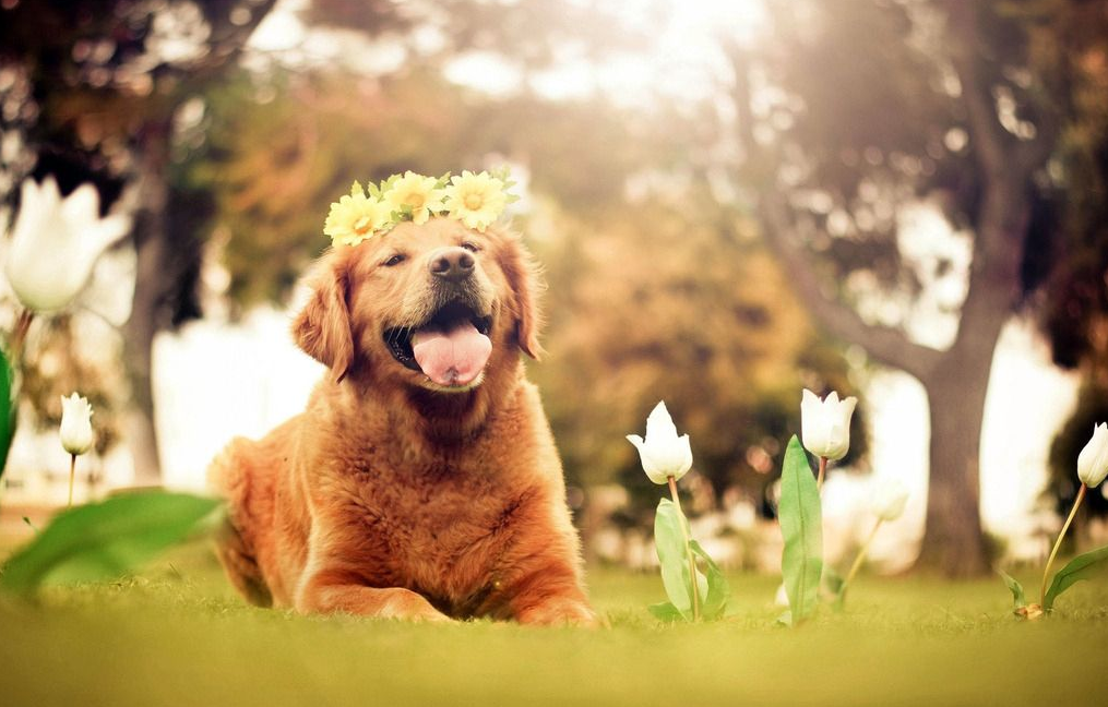 我的狗鼻子和眼睑上长了黑点, 是什么原因