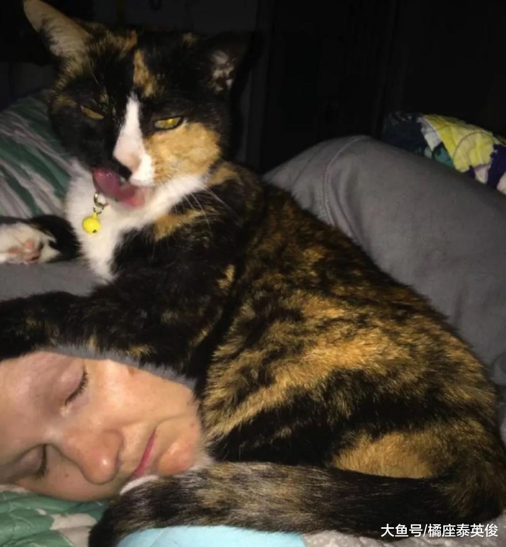 猫咪日常检查铲屎官呼吸操作: 蹲你胸口, 然后在肚子上蹦两下!