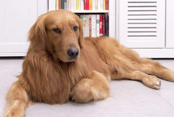 对于新手养狗狗，要知道怎么训练它在固定地方上厕所，今天我们一起看看吧！