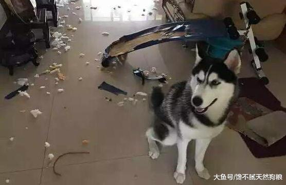 哈士奇拆家的3个理由，不“拆家”的狗生是不完整的