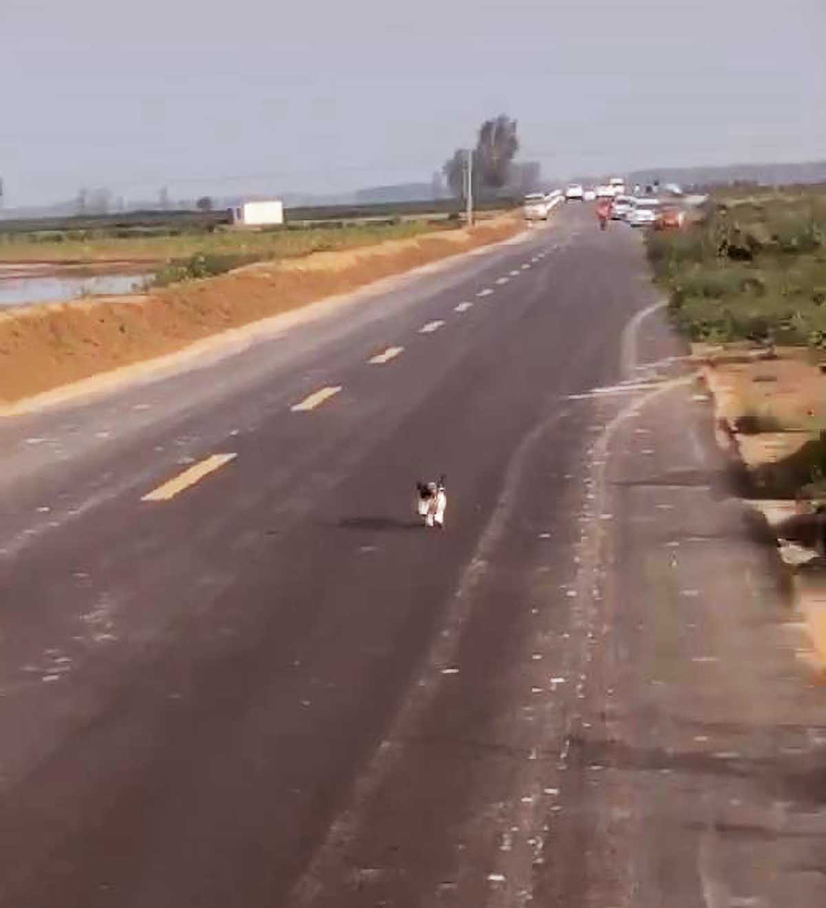 主人被迫去外地出差，小土狗本能的1个举动，彻底让她泪崩！