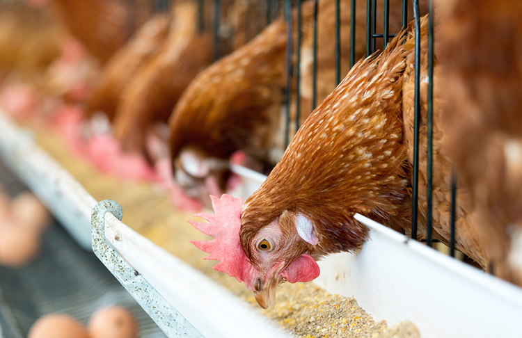 蛋鸡人工强制换羽处理的参考方法