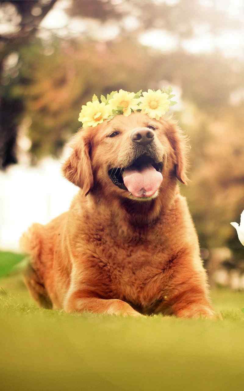 中国本土狗狗都有哪些