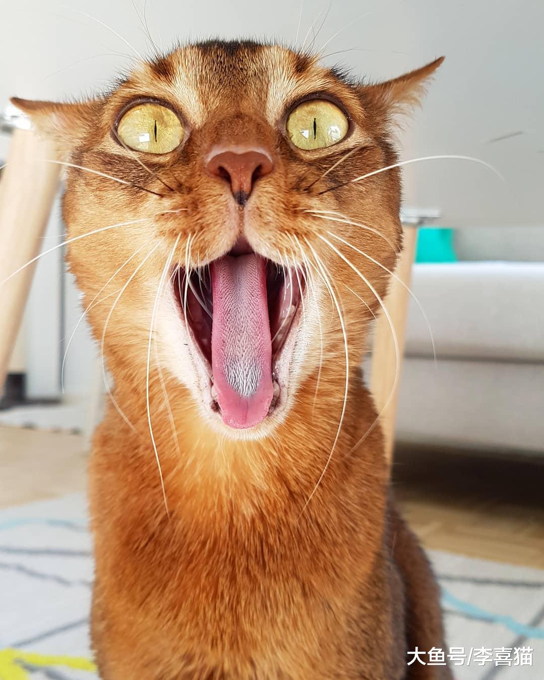 猫咪中也有行走的表情包，阿比西尼亚猫在这方面就不逊色于哈士奇