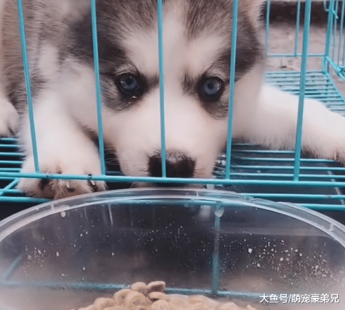 买的二哈一直担心其品种，当看到出笼子的方式时，直呼：拆家有望