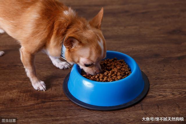 狗狗那些稀奇古怪，甚至不为人知的小秘密，宠主知道吗？
