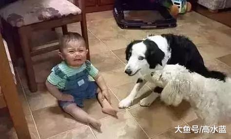 新手养狗不要养边牧，要不然真的觉得家里住了个人精