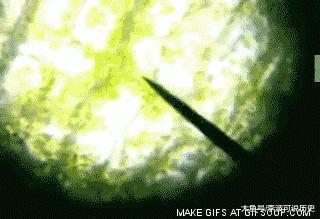 为什么植物不怕核辐射?切尔诺贝利灾难后植物反而更加茂盛?