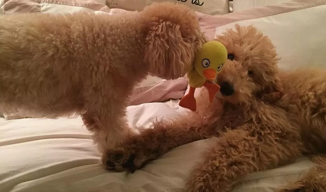 小哥买了一对双胞胎贵宾，但半年后他傻眼了，这差距也太大了！